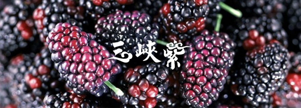 桑果圖